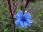 sapphire colored flower