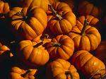 Pile of Pumpkins
