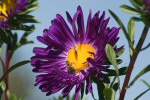 aster flower