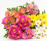 Bouquet of Chrysanthemums