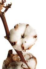 Cotton Anniversary image - Cotton plant
