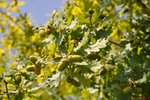 oak tree and acorns