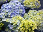 blue hydrangea