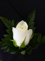 Ivory rose Ivory rose