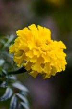 marigold