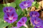 morning glory morning glory