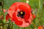 poppy 