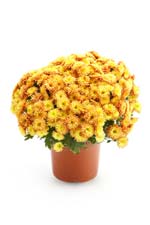 Pot of Chrysanthemums