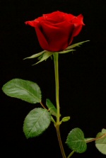 red rose