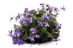 violet flowers