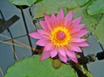 water lily